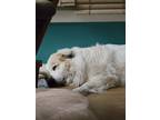 Adopt Kaia a White - with Brown or Chocolate Great Pyrenees / Mixed dog in Port