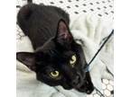 Adopt Zyaire a All Black Domestic Shorthair / Domestic Shorthair / Mixed cat in