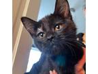 Adopt Zara a All Black Domestic Shorthair / Domestic Shorthair / Mixed cat in