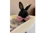 Adopt Jolly Jumper a American / Mixed rabbit in Errington, BC (38808644)