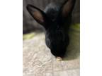 Adopt Jelly Bean a American / Mixed rabbit in Errington, BC (38808643)