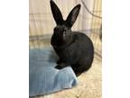 Adopt Jumping Jack a American / Mixed rabbit in Errington, BC (38808642)