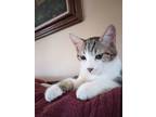 Adopt Spyder a White (Mostly) Domestic Shorthair (short coat) cat in Fort