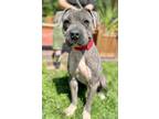 Adopt Banner a Gray/Blue/Silver/Salt & Pepper American Pit Bull Terrier / Mixed