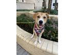 Adopt Gemini a Hound (Unknown Type) / Mixed dog in Washington, DC (38764765)