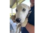 Adopt Sunny a White Mutt / Husky / Mixed dog in La Vernia, TX (38820315)
