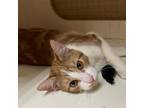Adopt Charmander (MC) a Orange or Red (Mostly) Domestic Shorthair / Mixed (short