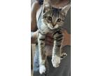 Adopt Newton (MC) a Domestic Shorthair / Mixed (short coat) cat in Napa