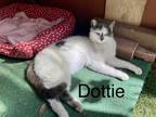 Adopt Dottie a White (Mostly) American Shorthair / Mixed (short coat) cat in