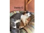 Adopt Daddy-O a Gray or Blue (Mostly) American Shorthair / Mixed (short coat)