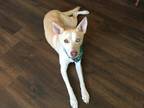 Adopt Lujah a Tan/Yellow/Fawn Labrador Retriever / Husky / Mixed dog in Teague
