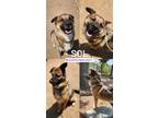 Adopt SOL a Brown/Chocolate German Shepherd Dog / Mixed dog in Houston