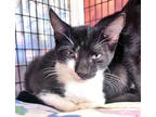 Adopt Gaga a All Black Domestic Shorthair / Domestic Shorthair / Mixed cat in