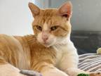 Adopt Tom a Orange or Red Domestic Mediumhair / Domestic Shorthair / Mixed cat