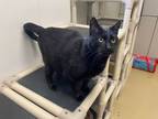 Adopt Enzo a All Black Domestic Shorthair / Domestic Shorthair / Mixed cat in