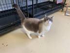 Adopt Asia a White Snowshoe / Domestic Shorthair / Mixed cat in shelbyville