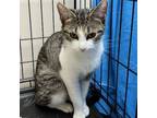 Adopt Sheila a Domestic Short Hair