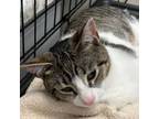 Adopt Daisy a Domestic Short Hair