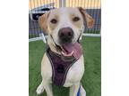 Adopt Felix a White American Staffordshire Terrier / Mixed dog in San Antonio