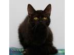 Adopt Fudge a Domestic Short Hair