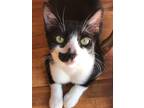 Adopt Mr Mustache (bonded with Tiny Tux) a Black & White or Tuxedo Domestic