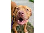 Adopt Granger a Brown/Chocolate Mixed Breed (Large) / Mixed dog in Cincinnati