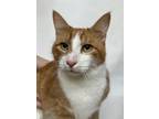 Adopt Flash (Otis) a Orange or Red Domestic Shorthair / Domestic Shorthair /