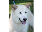 Adopt Maximus a White Mixed Breed (Large) / Mixed dog in Greenwood