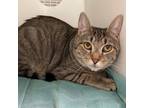 Adopt SWEET PEA a Domestic Short Hair