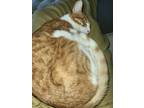 Adopt Loki a Orange or Red Domestic Shorthair / Mixed (short coat) cat in