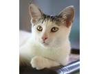 Adopt Brandy a Domestic Shorthair / Mixed (short coat) cat in North Fort Myers