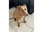 Adopt Cooper 2 a Tan/Yellow/Fawn - with White American Staffordshire Terrier /