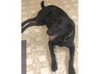 Adopt Harley a Black Labrador Retriever / Mixed dog in Mt. Vernon, IN (38678405)