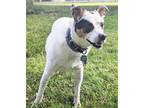 Adopt Petey a White - with Black Australian Cattle Dog / Jack Russell Terrier /
