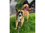 Adopt Freyja a Tricolor (Tan/Brown & Black & White) Shiba Inu / Akita / Mixed