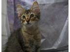 Adopt Gilbert a Gray, Blue or Silver Tabby Domestic Mediumhair / Mixed (medium