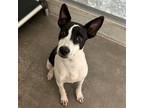 Adopt Peyton a Mixed Breed (Medium) / Mixed dog in Rancho Santa Fe