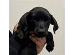 Adopt Mazy a Mixed Breed (Medium) / Mixed dog in Rancho Santa Fe, CA (38728586)