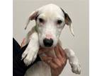 Adopt Jess a Mixed Breed (Medium) / Mixed dog in Rancho Santa Fe, CA (38753354)