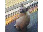 Adopt Monica a Gray or Blue Domestic Mediumhair (medium coat) cat in Castro