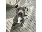 Adopt Heaven a Pit Bull Terrier, Mixed Breed