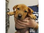 Adopt Alistair a Mixed Breed (Medium) / Mixed dog in Rancho Santa Fe