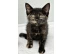 Adopt Thea a Domestic Shorthair / Mixed (short coat) cat in Pratt, KS (38840176)