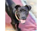 Adopt Flapjack a Mixed Breed