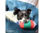 Adopt Freckles a Mixed Breed
