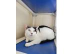 Adopt Souza a White Domestic Shorthair / Domestic Shorthair / Mixed cat in