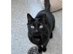 Adopt DORI a Domestic Short Hair