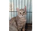 Adopt Pistachio a Gray, Blue or Silver Tabby American Shorthair (short coat) cat