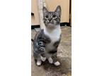 Adopt River (23-265) & Mercury (23-269) a Domestic Shorthair / Mixed cat in York