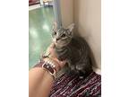 Adopt Mickey a Gray or Blue Domestic Shorthair / Domestic Shorthair / Mixed cat